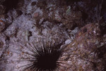 Long-Spined Sea Urchin in Quebrada at Night, Lighthouse Reef, Belize, B by John C. Ogden