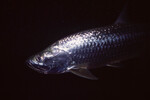 Tarpon in Quebrada at Night, Lighthouse Reef, Belize by John C. Ogden