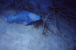 Blue Parrotfish at Half Moon Caye Wall in Lighthouse Reef, Belize, A