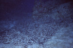 Pile of Coral Debris at Half Moon Caye Wall in Lighthouse Reef, Belize by John C. Ogden