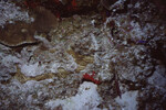 Coral Mound on Half Moon Caye Wall in Lighthouse Reef, Belize, A by John C. Ogden