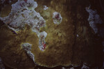 Bleaching Coral at Half Moon Caye Wall in Lighthouse Reef, Belize