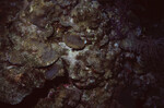 Coral Mound on Half Moon Caye Wall in Lighthouse Reef, Belize, B by John C. Ogden