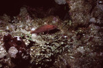 Red Hind at Half Moon Caye Wall in Lighthouse Reef, Belize by John C. Ogden