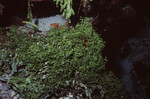 Coral Moss on Half Moon Caye Wall in Lighthouse Reef, Belize, B by John C. Ogden