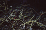 Branch Coral at Half Moon Caye Wall in Lighthouse Reef, Belize, A