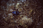 Indigo Hamlet at Half Moon Caye Wall in Lighthouse Reef, Belize, A by John C. Ogden