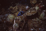 Indigo Hamlet at Half Moon Caye Wall in Lighthouse Reef, Belize, B by John C. Ogden