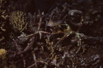 Three-spot Damselfish Swims Through Coral on Half Moon Caye Wall in Lighthouse Reef, Belize, A by John C. Ogden