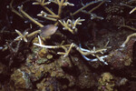 Three-spot Damselfish Swims Through Coral on Half Moon Caye Wall in Lighthouse Reef, Belize, B by John C. Ogden