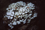 Finger Coral on Half Moon Caye Wall in Lighthouse Reef, Belize, A by John C. Ogden