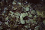 Coral Mound on Half Moon Caye Wall in Lighthouse Reef, Belize, D by John C. Ogden