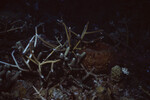 Branch Coral at Half Moon Caye Wall in Lighthouse Reef, Belize, B