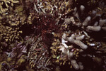 Red Basket Star on Half Moon Caye Wall in Lighthouse Reef, Belize by John C. Ogden