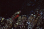 Intermediate Stoplight Parrotfish at Half Moon Caye Wall in Lighthouse Reef, Belize by John C. Ogden