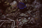 Blue Tang at Half Moon Caye Wall in Lighthouse Reef, Belize