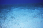 Ocean Floor at Half Moon Caye Wall Site in Lighthouse Reef, Belize by John C. Ogden