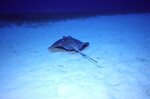 Unidentified Ray at Half Moon Caye Wall Site in Lighthouse Reef, Belize by John C. Ogden