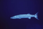 Barracuda at Half Moon Caye Wall Site in Lighthouse Reef, Belize