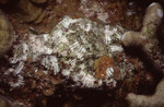 Coral Mound on Half Moon Caye Wall in Lighthouse Reef, Belize, E by John C. Ogden