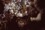 Coral Mound on Half Moon Caye Wall in Lighthouse Reef, Belize, F by John C. Ogden