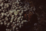 Finger Coral on Half Moon Caye Wall in Lighthouse Reef, Belize, B by John C. Ogden