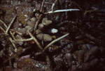 Branch and Finger Corals on Half Moon Caye Wall in Lighthouse Reef, Belize