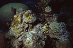 Coral Mound on Half Moon Caye Wall in Lighthouse Reef, Belize, G by John C. Ogden