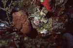 Coral Mound on Half Moon Caye Wall in Lighthouse Reef, Belize, H by John C. Ogden