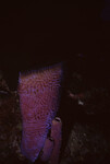 Azure Vase Sponge on Half Moon Caye Wall in Lighthouse Reef, Belize, A