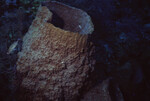 Giant Barrel Sponge on Half Moon Caye Wall in Lighthouse Reef, Belize, A by John C. Ogden