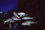 School of Yellow Goatfish at Half Moon Caye Wall in Lighthouse Reef, Belize by John C. Ogden