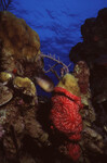 Red Encrusting Sponge on Half Moon Caye Wall in Lighthouse Reef, Belize by John C. Ogden