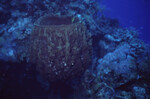 Giant Barrel Sponge on Half Moon Caye Wall in Lighthouse Reef, Belize, B by John C. Ogden