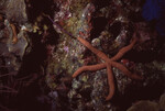 Starfish on Half Moon Caye Wall in Lighthouse Reef, Belize by John C. Ogden