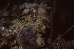 Coral Mound on Half Moon Caye Wall in Lighthouse Reef, Belize, I by John C. Ogden