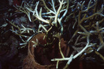 Branch Coral at Half Moon Caye Wall in Lighthouse Reef, Belize, C