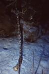 Tiger's Tail Sea Cucumber at Half Moon Caye Wall in Lighthouse Reef, Belize, A by John C. Ogden