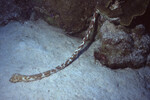 Tiger's Tail Sea Cucumber at Half Moon Caye Wall in Lighthouse Reef, Belize, B by John C. Ogden