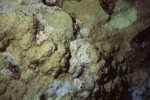 Coral Mound on Half Moon Caye Wall in Lighthouse Reef, Belize, J by John C. Ogden