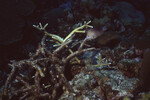 Three-spot Damselfish Swims Through Coral on Half Moon Caye Wall in Lighthouse Reef, Belize, C by John C. Ogden