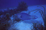 Blue Parrotfish at Half Moon Caye Wall in Lighthouse Reef, Belize, B