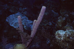 Branching Vase Sponge on Half Moon Caye Wall in Lighthouse Reef, Belize