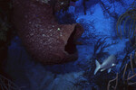 Fish Passes Great Barrel Sponge on Half Moon Caye Wall in Lighthouse Reef, Belize by John C. Ogden