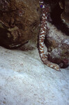 Tiger's Tail Sea Cucumber at Half Moon Caye Wall in Lighthouse Reef, Belize, C by John C. Ogden