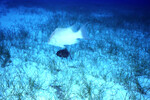 Hogfish on Half Moon Caye Wall in Lighthouse Reef, Belize by John C. Ogden