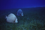 Two Gray Angelfish at Half Moon Caye Wall in Lighthouse Reef, Belize, A by John C. Ogden