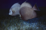 Two Gray Angelfish at Half Moon Caye Wall in Lighthouse Reef, Belize, B by John C. Ogden