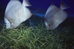 Two Gray Angelfish at Half Moon Caye Wall in Lighthouse Reef, Belize, C by John C. Ogden