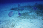 School of Blue Tang at Half Moon Caye Wall in Lighthouse Reef, Belize by John C. Ogden